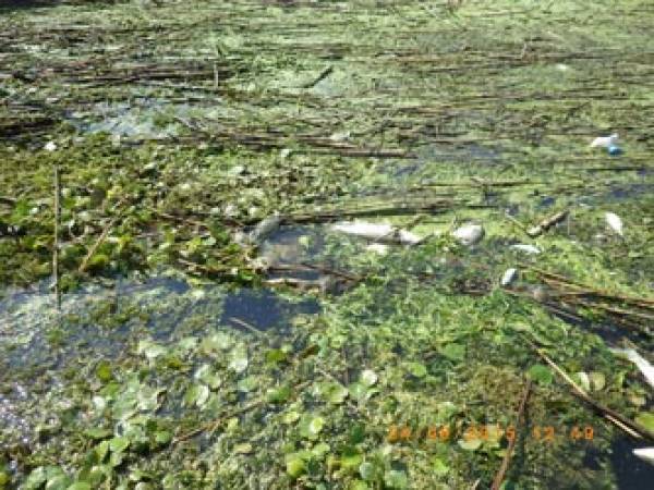 Νεκρά ψάρια από ασφυξία στον ποταμό Λουδία