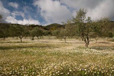 Ενημέρωση για δασικούς χάρτες στους Γαργαλιάνους