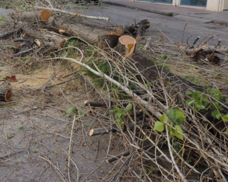 53% έκπτωση για κοπή δέντρων σε δρόμους της Μεσσηνίας