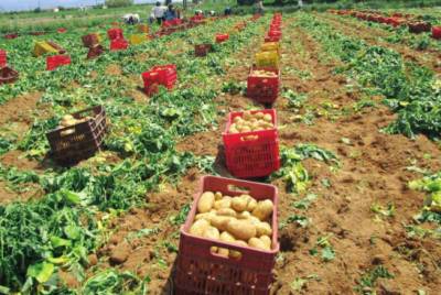 Οι ευθύνες των παραγωγών για την πρώιμη πατάτα