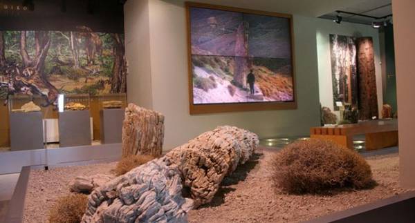 Παρατείνεται η έκθεση του Μουσείου Φυσικής Ιστορίας Απολιθωμένου Δάσους