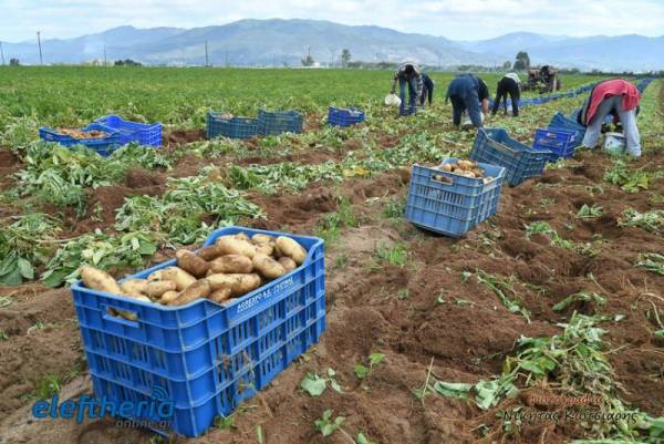 Βγάζουν πατάτες χωρίς τιμή σε Καλαμάτα και Μεσσήνη – Πρόωρα στην αγορά και η Αχαΐα