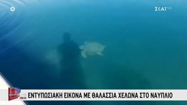 Εντυπωσιακή εικόνα με θαλάσσια χελώνα στο Ναύπλιο (βίντεο)