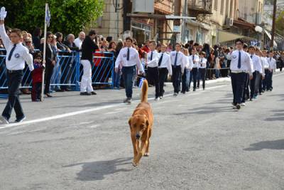 Αδέσποτο στην παρέλαση 