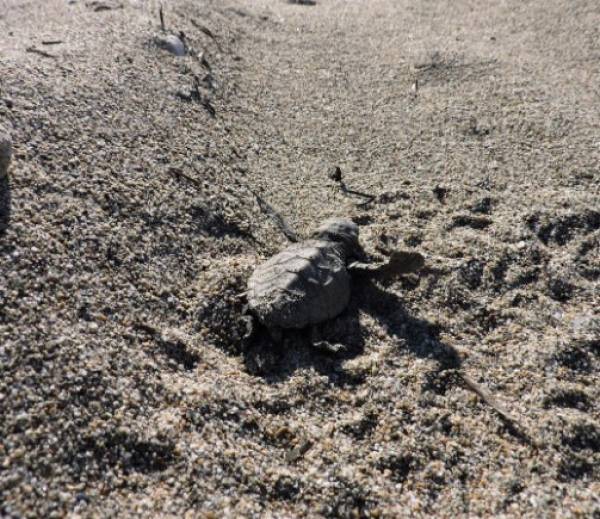 Χελώνες Καρέτα-Καρέτα: Συμβουλές σε περίπτωση εντοπισμού ενδείξεων ωοτοκίας από πολίτες