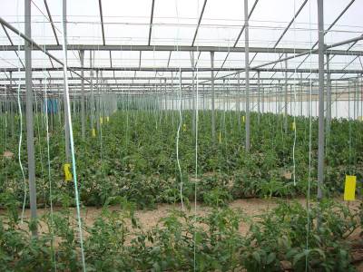 Πρόβλημα στην καλλιέργεια φθινοπωρινής ντομάτας στην Τριφυλία