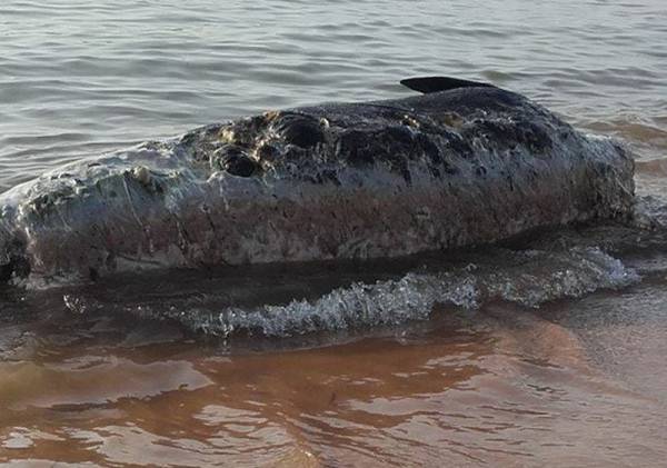 Νεκρό φαλαινοδέλφινο στην Αγία Κυριακή Φιλιατρών 
