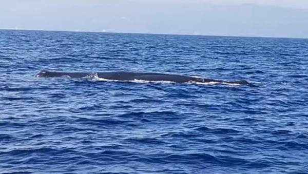 Εντυπωσιακό θέαμα με φάλαινα με μήκος πάνω από 12 μέτρα να κολυμπά ανοιχτά της Κύπρου (Βίντεο)