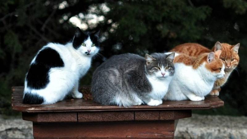 Καλαμάτα: Καταγγελία για φόλες σε γάτες στην Κηπούπολη