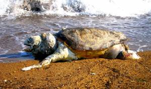Νεκρή χελώνα στη Δυτ. Παραλία