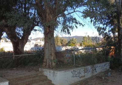 Σε 16 περιστατικά κοπής δένδρων έσπευσε η Πυροσβεστική Καλαμάτας