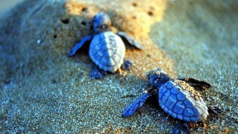 Ζάκυνθος: Πάνω από χίλιες φωλιές της χελώνας Caretta - Caretta μετρήθηκαν το 2018