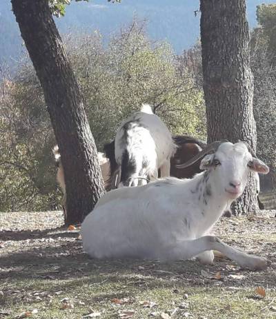 Καλαμάτα: 16 χρόνια φυλακή σε δύο για ζωοκλοπές