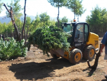 Ισόβια κάθειρξη για χασισοκαλλιέργεια σε κατηγορούμενο από τα Πετράλωνα Ιθώμης