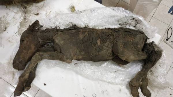 Βρήκαν το αρχαιότερο υγρό αίμα σε άλογο που είχε θαφτεί στους πάγους της Σιβηρίας