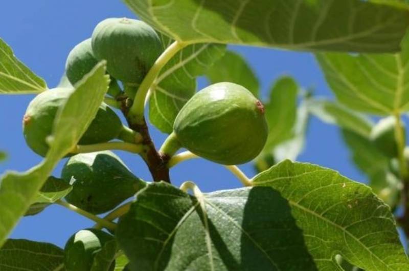 Λιβανός σε Λαμπρόπουλο: “Δεν έχουν αναγνωριστεί οργανώσεις παραγωγών με προϊόν το σύκο”