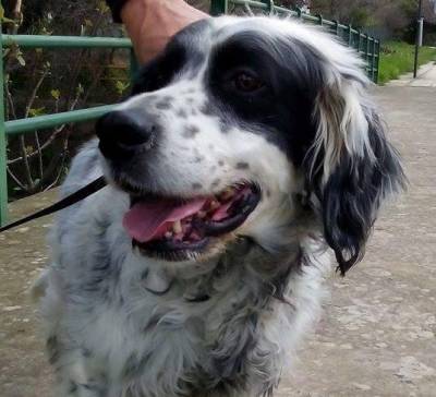 Μήπως γνωρίζει κάποιος τον ιδιοκτήτη αυτού του όμορφου σκύλου;