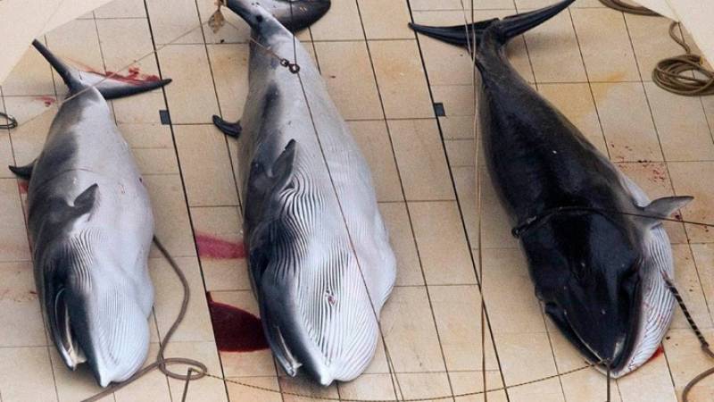 Ιάπωνες αλιείς έπιασαν και σκότωσαν 333 φάλαινες μινκ