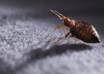 Καταγγελία για κοριούς σε ξενοδοχείο της Αθήνας: «Το σώμα της κόρης μου γέμισε τσιμπήματα και νοσηλεύτηκε» (Βίντεο)