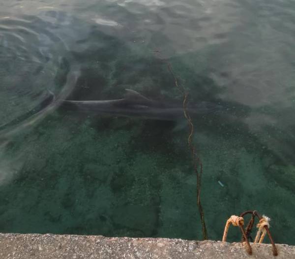 Δελφίνι στο λιμάνι της Κορώνης (φωτογραφίες &amp; βίντεο)