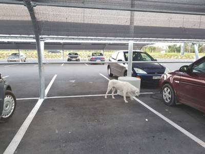 Παραθεριστές εγκαταλείπουν στη Μεσσηνία τα σκυλιά τους