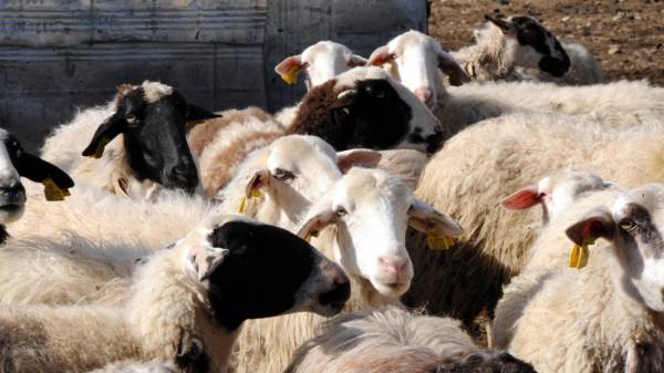 329 αιγοπρόβατα έκλεψαν δύο αδέρφια στα Νέα Μουδανία