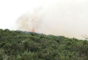 Πυρκαγιά έκαψε 150 στρέμματα στους Μύλους Κυπαρισσίας