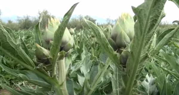 H αγρια αγκινάρα Μικρομάνης στην "Ευφορη Γη" (βίντεο)