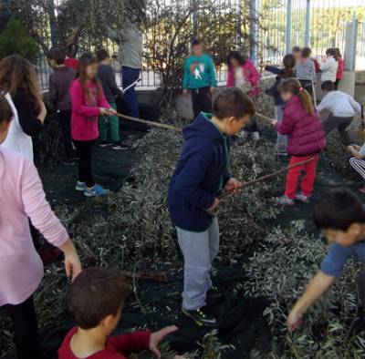Μαθητές μάζεψαν την ελιά του Δημοτικού Λείκων
