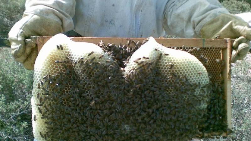 Νέο πρόγραμμα κατάρτισης στη μελισσοκομία