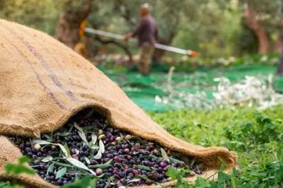 Με αργούς ρυθμούς το ελαιοκομικό μητρώο - Η έλλειψη προσωπικού φρενάρει τις διαδικασίες εγγραφής ελαιοπαραγωγών