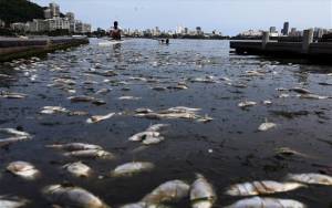 Ρίο: Αφαιρέθηκαν 37 τόνοι νεκρών ψαριών από το Ολυμπιακό κωπηλατοδρόμιο