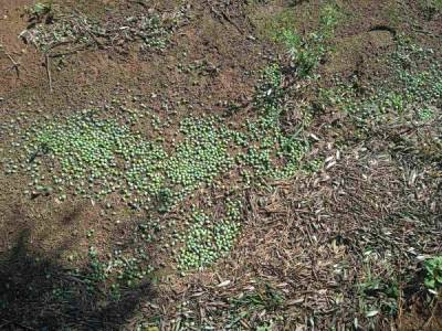 Η «Λαϊκή Συσπείρωση» Τριφυλίας στις πληγείσες περιοχές