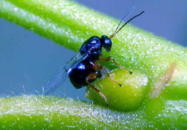 Βιολογική καταπολέμηση της σφήκας στις καστανιές σε Μεσσηνία, Αρκαδία και Λακωνία