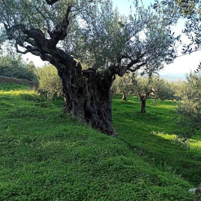 Ο παλαιοκομματισμός «έπνιξε» μεσσηνιακές καλλιέργειες