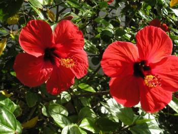 “Λογο … δρόμια στην πόλη των ιβίσκων - Καλαμάτα” από μαθητές του 1ου Γυμνασίου