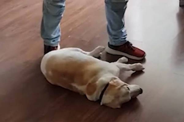 Έξυπνος σκύλος κάνει τον πεθαμένο για να μην φύγει το αφεντικό του (Βίντεο)