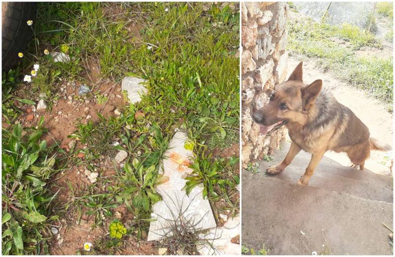 Δηλητηρίασαν δεσποζόμενα σκυλιά στη Βέργα - Συγκλονίζει η περιγραφή του ιδιοκτήτη τους