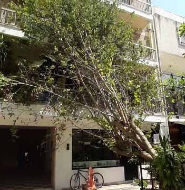 Από θαύμα δεν υπήρξε τραυματισμός: Μεγάλο δέντρο έπεσε στο κέντρο της Καλαμάτας!