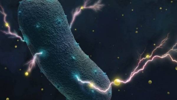 Επιστήμονες ανακάλυψαν το μυστικό των βακτηρίων του εντέρου
