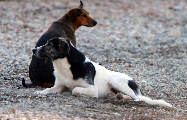 Υψηλά τα ποσοστά κακοποίησης ζώων στην Ελλάδα παρά το ισχυρό νομικό πλαίσιο