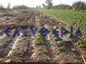 Ολοσχερής καταστροφή σε 2.000 στρέμματα πατάτας, σύμφωνα με το δήμαρχο Μεσσήνης