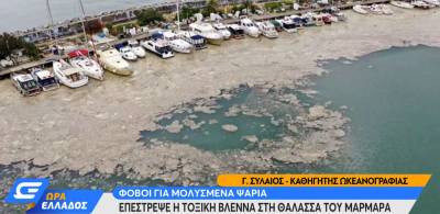 Θάλασσα Μαρμαρά: Εμφανίστηκε πάλι η τοξική βλέννα - Θα φτάσει στην Ελλάδα;