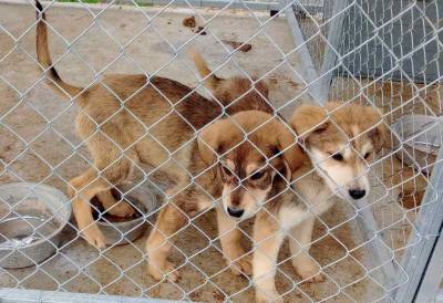Το Ελεγκτικό Συνέδριο ενέκρινε τη σύμβαση με τον ανάδοχο: “Πράσινο φως” για το διαδημοτικό κυνοκομείο