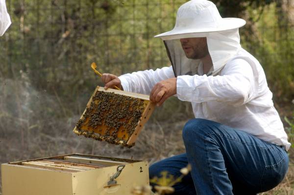 Η μελισσοκομία έχει προϊστορία τουλάχιστον 8.500 ετών