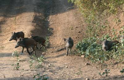 Αγριογούρουνα καταστρέφουν τα κηπευτικά στα Περιβολάκια