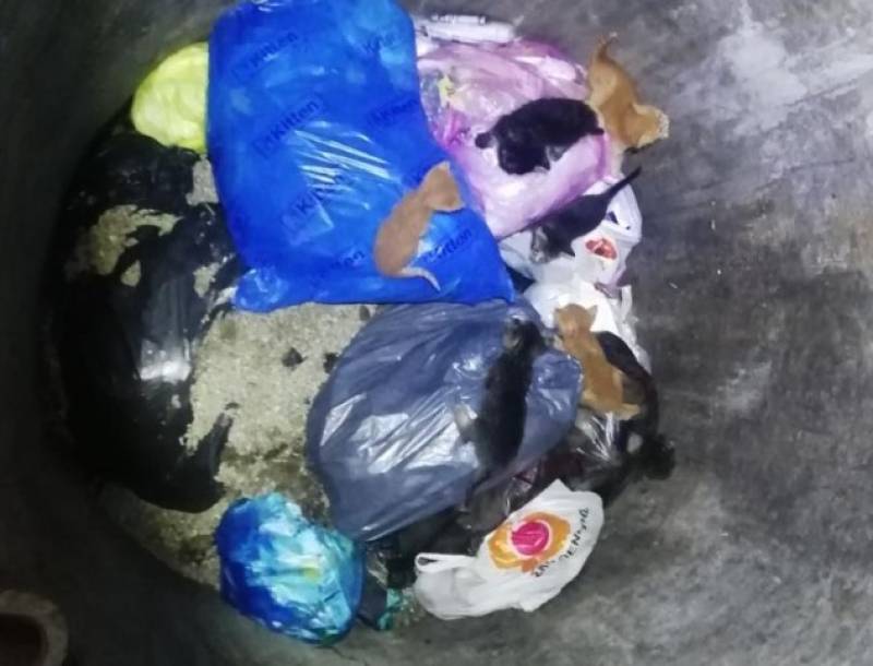 Καλαμάτα: Πέταξαν νεογέννητα γατάκια στα σκουπίδια - Τα έσωσε η Πυροσβεστική (βίντεο)