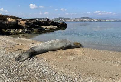 Φώκια έκανε την εμφάνισή της σε παραλία της Αττικής για να... λιαστεί (βίντεο)