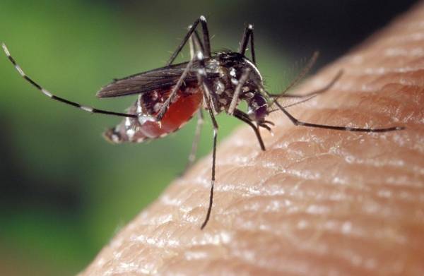 Για πρόβλημα με τα κουνούπια στις αστικές περιοχές της Μεσσηνίας ενημερώνει η “Αναπτυξιακή”
