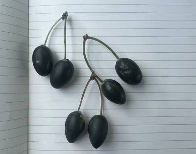 Τσιπάκια με όψη ελαιοκάρπου για την προστασία από κλοπές